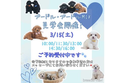 成約済の神奈川県のトイプードル-372623の4枚目